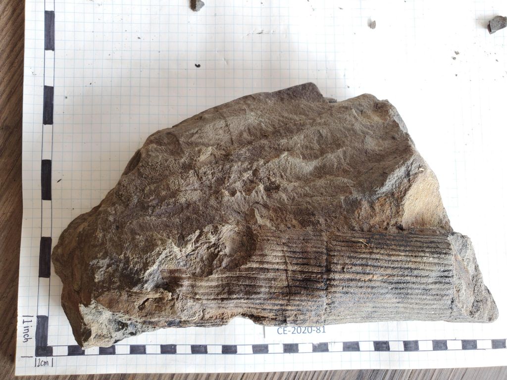 CE 2020 81